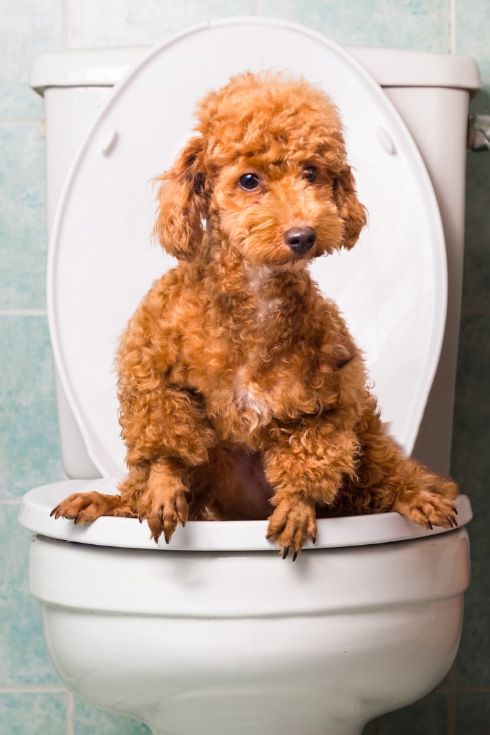 Smart brown poodle dog pooping into toilet bowl